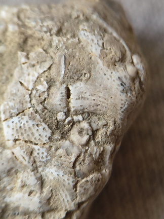 SRL47 Bryozoan Bioclast