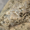 SRL46 Brachiopod Bryozoan and Crinoid Bioclast