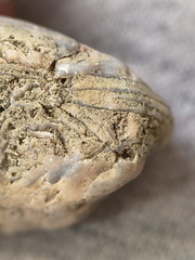 SRL46 Brachiopod Bryozoan and Crinoid Bioclast