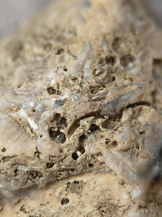 SRL46 Brachiopod Bryozoan and Crinoid Bioclast