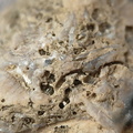 SRL46 Brachiopod Bryozoan and Crinoid Bioclast