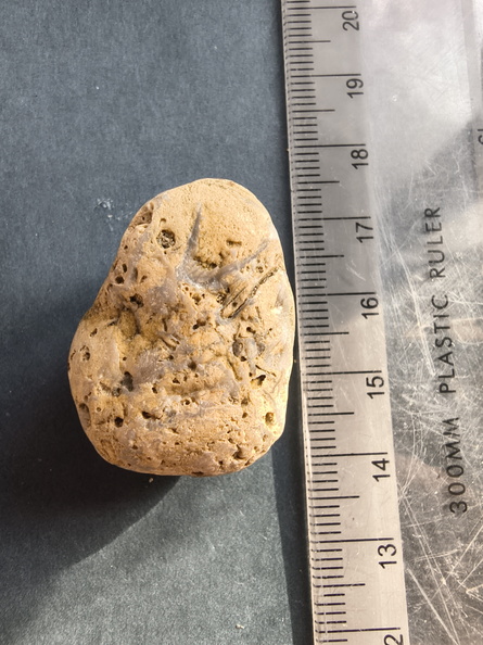 SRL46 Brachiopod Bryozoan and Crinoid Bioclast