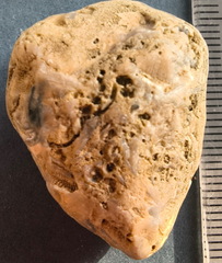 SRL46 Brachiopod Bryozoan and Crinoid Bioclast