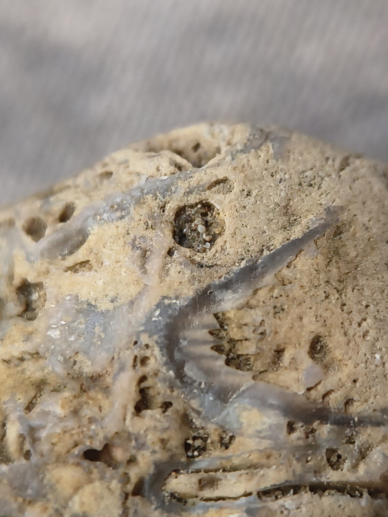 SRL46 Brachiopod Bryozoan and Crinoid Bioclast