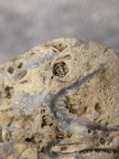 SRL46 Brachiopod Bryozoan and Crinoid Bioclast