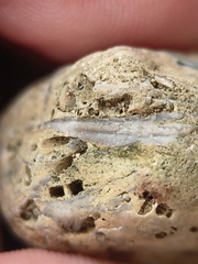 SRL46 Brachiopod Bryozoan and Crinoid Bioclast