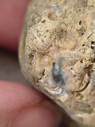 SRL46 Brachiopod Bryozoan and Crinoid Bioclast