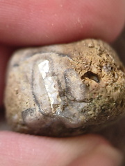 SRL50 Bryzoan Bioclast