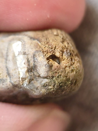 SRL50 Bryzoan Bioclast