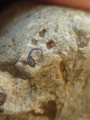 LE72 Indet. Trace Fossils