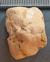 SRL 56 Crinoid, cf. Bivalve and Indet. mix