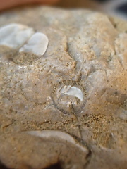 SRL 56 Crinoid, cf. Bivalve and Indet. mix