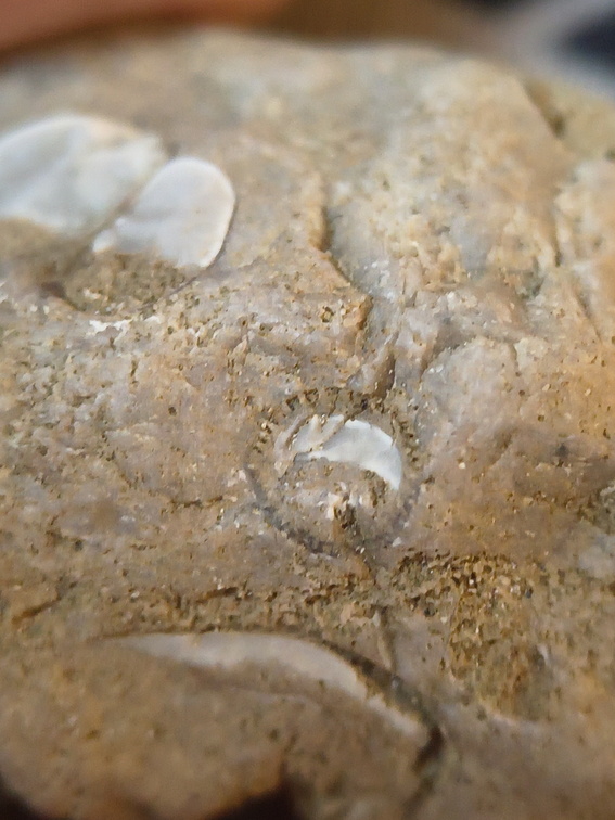 SRL 56 Crinoid, cf. Bivalve and Indet. mix