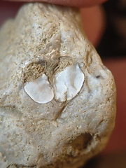 SRL 56 Crinoid, cf. Bivalve and Indet. mix