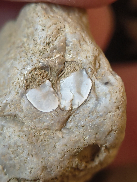 SRL 56 Crinoid, cf. Bivalve and Indet. mix