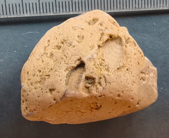 SRL57 Gastropod, Brachiopod, Bryozoan, Crinoid