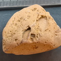 SRL57 Gastropod, Brachiopod, Bryozoan, Crinoid