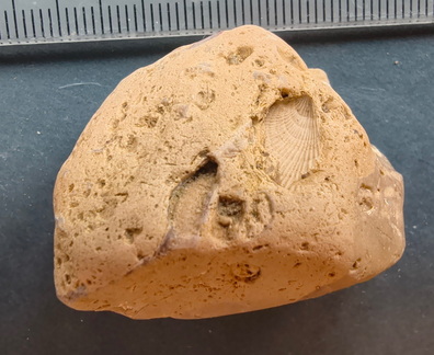 SRL57 Gastropod, Brachiopod, Bryozoan, Crinoid