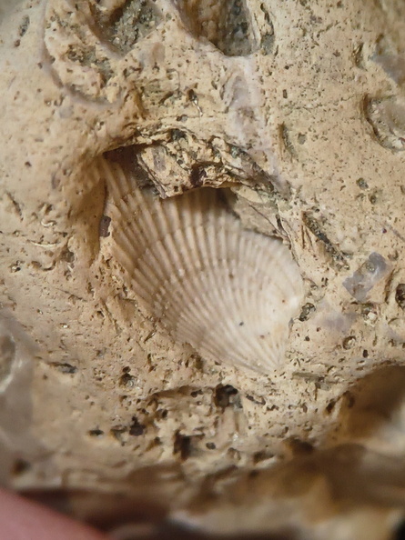 SRL57 Gastropod, Brachiopod, Bryozoan, Crinoid