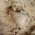SRL57 Gastropod, Brachiopod, Bryozoan, Crinoid