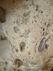 SRL57 Gastropod, Brachiopod, Bryozoan, Crinoid