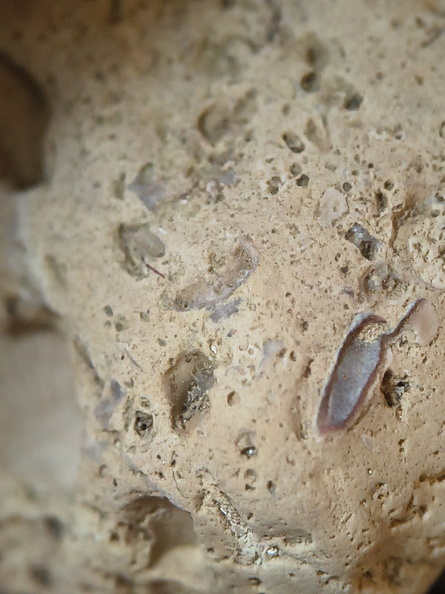 SRL57 Gastropod, Brachiopod, Bryozoan, Crinoid