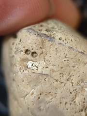 SRL57 Gastropod, Brachiopod, Bryozoan, Crinoid