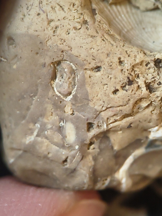 SRL57 Gastropod, Brachiopod, Bryozoan, Crinoid