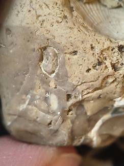 SRL57 Gastropod, Brachiopod, Bryozoan, Crinoid