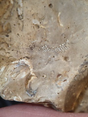 SRL57 Gastropod, Brachiopod, Bryozoan, Crinoid