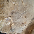 SRL57 Gastropod, Brachiopod, Bryozoan, Crinoid