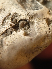 SRL58 Crinoid and Bryozoan Textures 