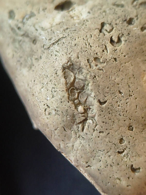 SRL58 Crinoid and Bryozoan Textures 