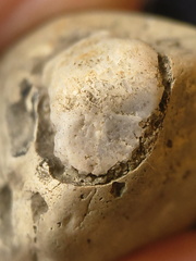 SRL58 Crinoid and Bryozoan Textures 