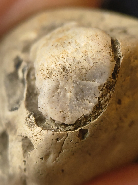 SRL58 Crinoid and Bryozoan Textures 