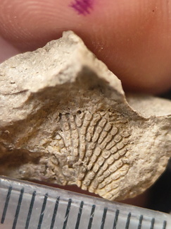 SRL60 Fenestella sp. (Bryozoan)