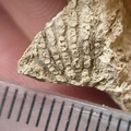 SRL61 Fenestella sp. (Bryozoan)