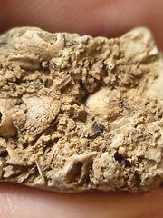 SRL67 Bioclast (inc. Bryozoan)