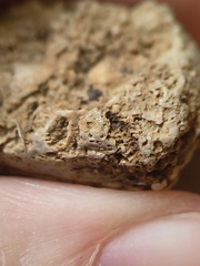 SRL67 Bioclast (inc. Bryozoan)