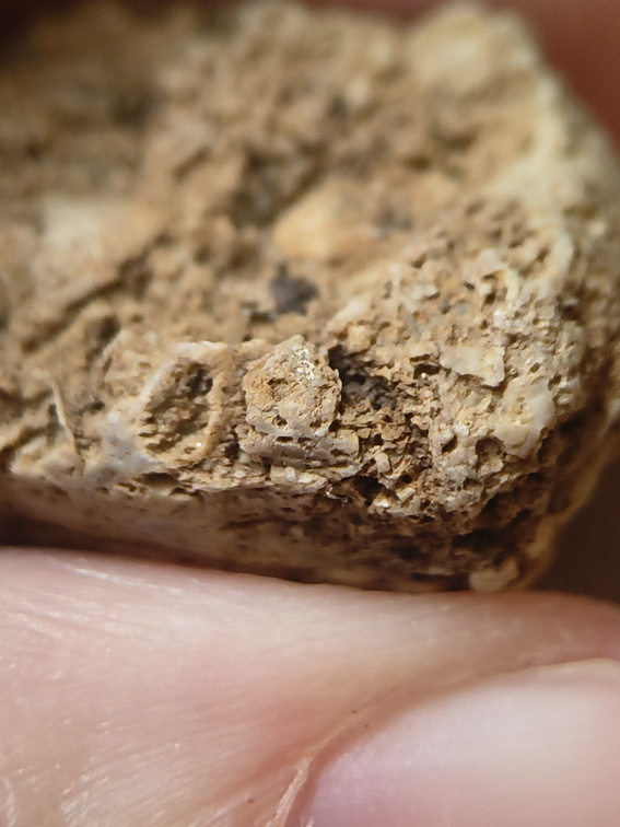 SRL67 Bioclast (inc. Bryozoan)