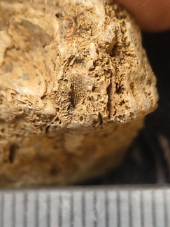 SRL67 Bioclast (inc. Bryozoan)