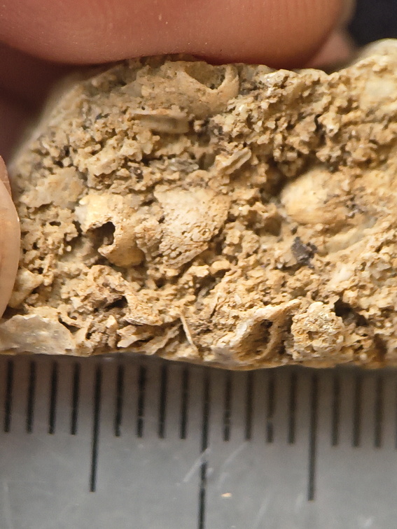 SRL67 Bioclast (inc. Bryozoan)