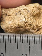 SRL67 Bioclast (inc. Bryozoan)