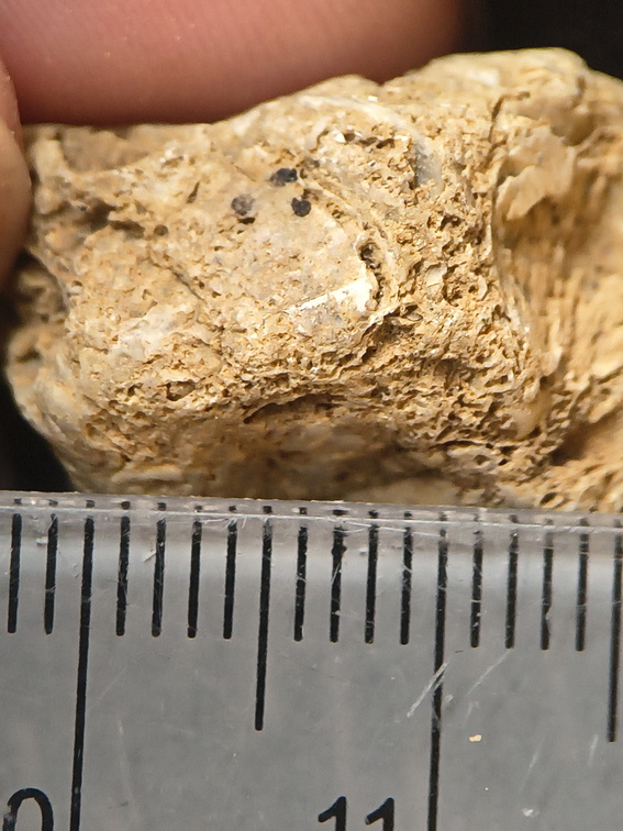 SRL67 Bioclast (inc. Bryozoan)