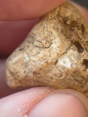 SRL86 Shell Bioclast