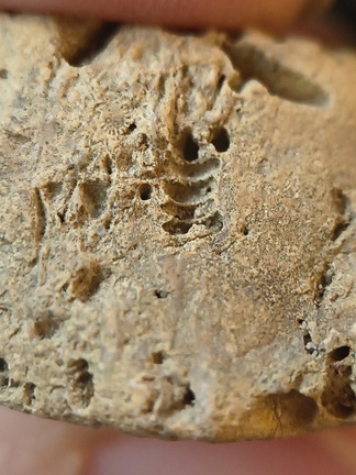 SRL96 Crinoid and Bryozoan Bioclast