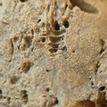 SRL96 Crinoid and Bryozoan Bioclast