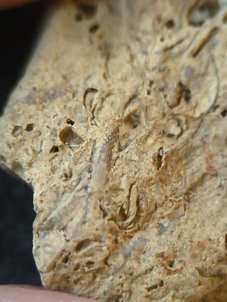 SRL96 Crinoid and Bryozoan Bioclast