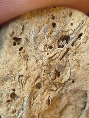 SRL96 Crinoid and Bryozoan Bioclast