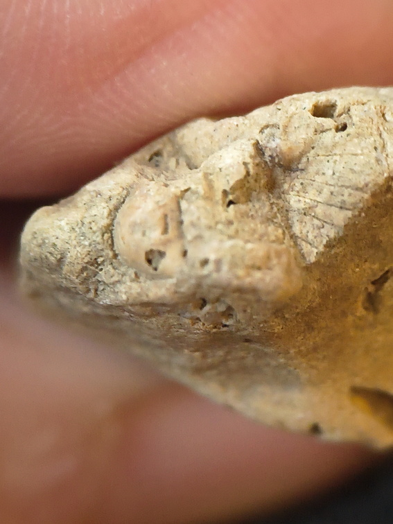 SRL96 Crinoid and Bryozoan Bioclast